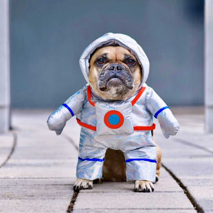Pup Astronaut Costume