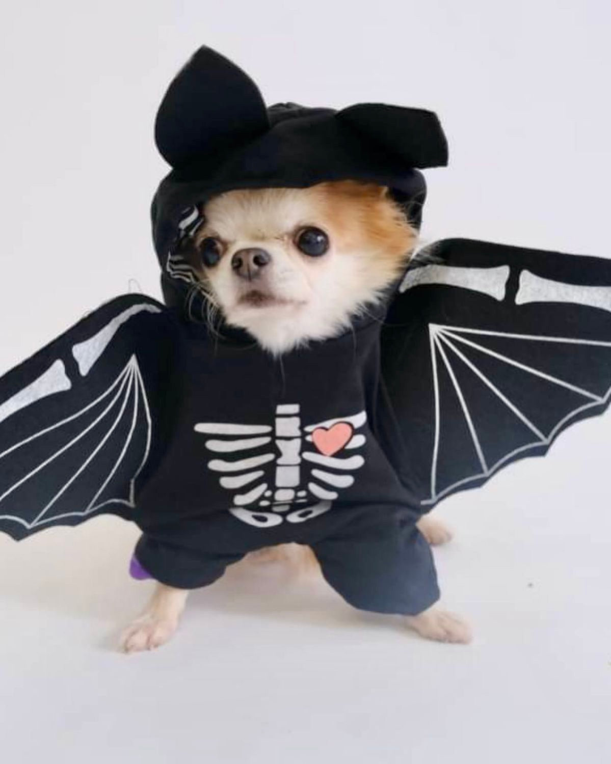 Pup Skeleton Bat Costume