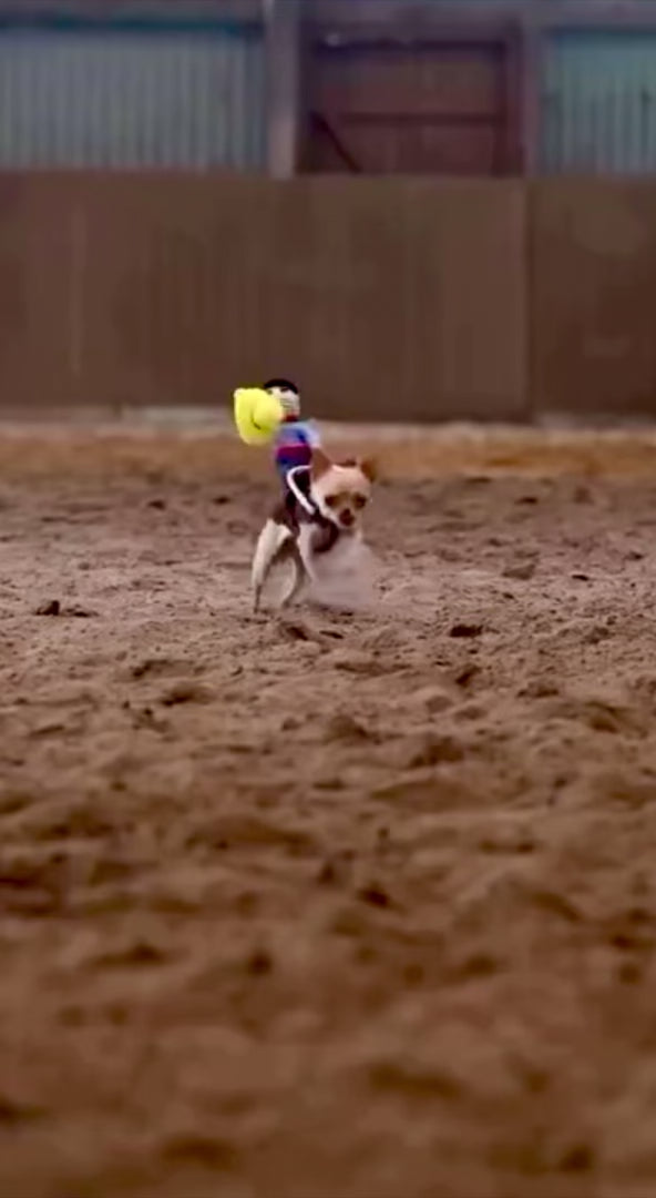Cowboy Rider Pup Costume